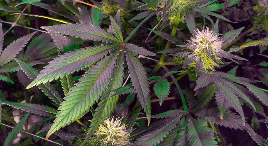 High Hopes: The Business of Marijuana